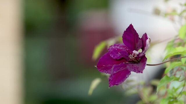 Beautiful purple Clematis flower with water drops blooming in summer garden. Clematis flowers growing outdoors, nature. 