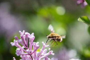 Flying insect drinking flower nectar, pink lilac flowers
