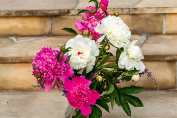 bud of pink and white peony flower in garden
