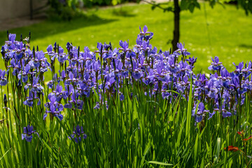 Blue flowers Iris versicolor beautifully blooming in the garden