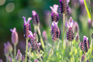 French lavender in the garden, violet flowers