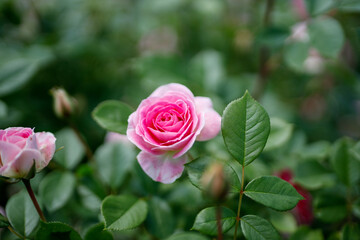 春の舞　日本の花
