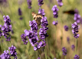 Colorful Butterfly on the blooming lavender flowers