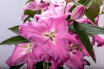 Close-up of pink liles flowers.  Common names for species in this genus include fairy lily rainflower zephyr lily magic lily Atamasco lily and rain lily.