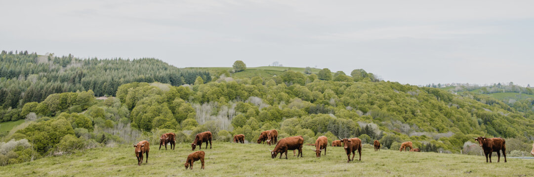 Vaches salers dans le Cantal, en Auvergne