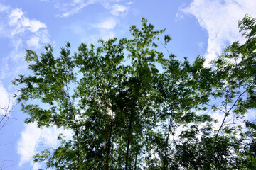 Tree and beautiful blue sky with white clouds. Countryside, travel and tourism during the holidays.
