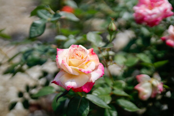 アブラカタブラ　アメリカの薔薇