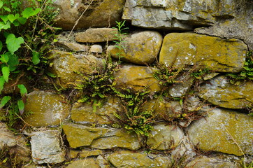 Vintage crooked wall made of irregularly laid stones and stone blocks, green ferns growing in the...