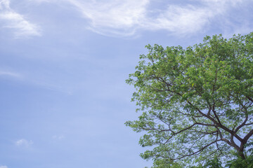 Treetops and sky
