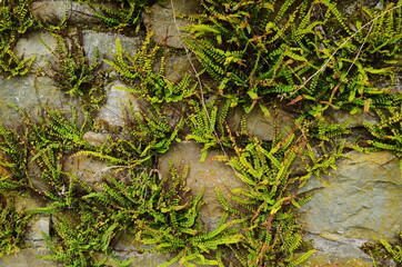 Vintage crooked wall made of irregularly laid stones and stone blocks, green ferns growing in the...