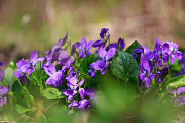 The blooming violets