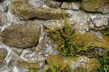 Vintage crooked wall made of irregularly laid stones and stone blocks, green ferns growing in the...