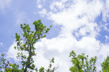 Treetops and sky