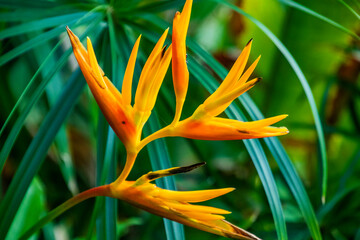 Orange and Yellow Heliconia flower