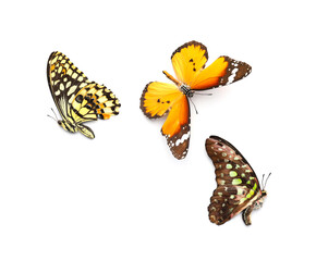 Fototapeta na wymiar Beautiful butterflies on white background