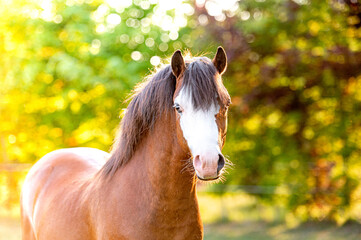 Beautiful stunning welsh mountain pony young helathy stallion running and posing on pasture on golden hour. Amazing colorful scenery with great animal.