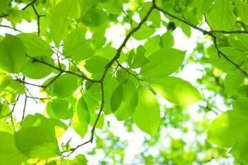 green leaves