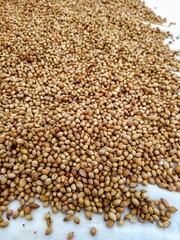 Coriander seeds