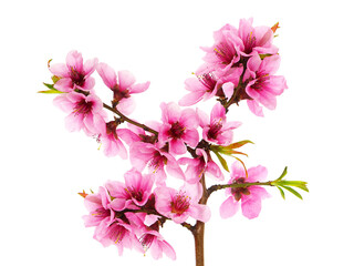 Branch of peach tree with pink flowers and green leaves
