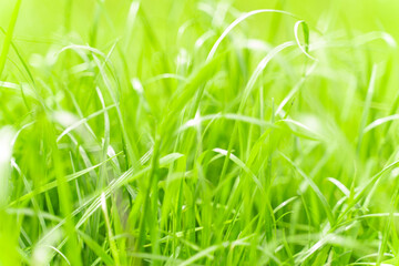 green grass texture. background of green grass with selective focus.