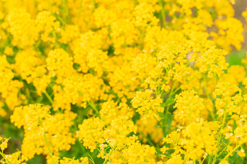 background of yellow flowers with selective focus