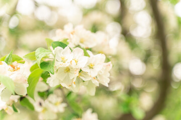 Apple tree flowers close up, blurred background