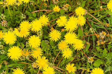 yellow dandelions on white grass. summer background