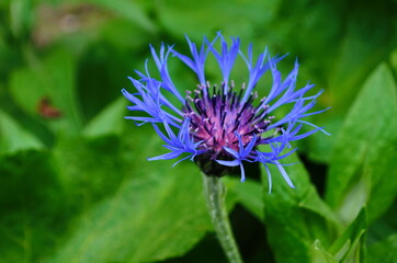 Knapweed flower blooming in springtime.