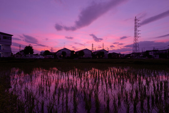 真っ赤に染まった夕暮れ時の水田