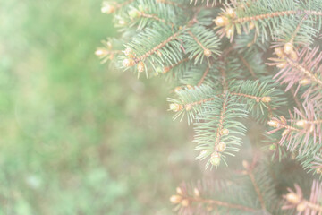 New Year's background with branches of spruce