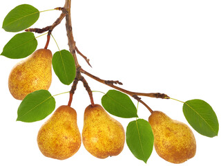 Pear tree branch with ripe pear fruits and green leaves, isolated on white
