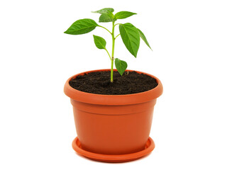 Young plant of pepper in a pot isolated on white