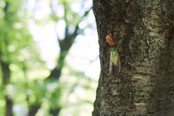 夏の始まり、蝉の脱皮