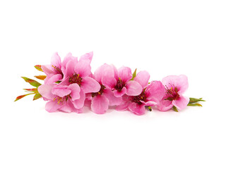 Naklejka na ściany i meble Pink peach blossom flowers in spring, floral design isolated on white