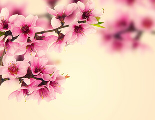 Pink peach blossom in spring, vintage floral background