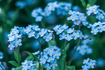 Forget-me-not blue flowers with green leaves on a green background. Blooming flowers nature background