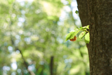夏の風景、せみの抜け殻