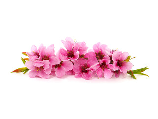Fototapeta na wymiar Pink peach blossom in spring