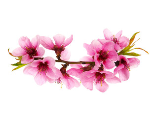 Obraz premium Pink blossom flowers in spring, floral design isolated on white 