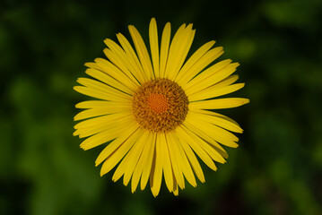 Yellow daisy on green natural blurry background - top view. Doronicum, chamomile.