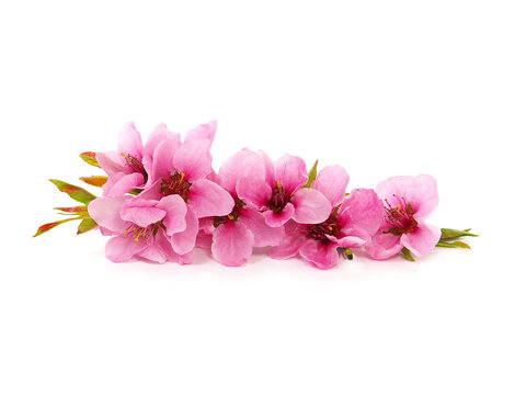 Pink peach blossom flowers in spring, floral design isolated on white