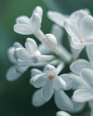 Fototapeta premium White lilac flowers closeup