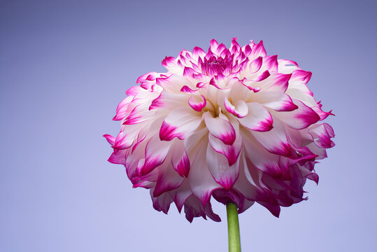 一輪の大きなダリアの花