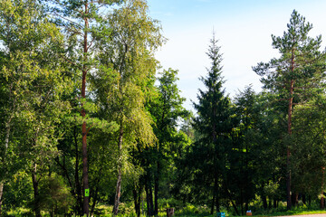Fototapeta premium View of a mixed deciduous and coniferous forest in Russia. Summer landscape