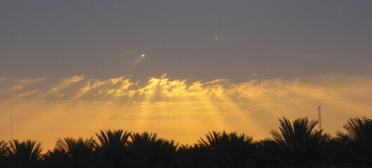 sunshine in the field on an oasis