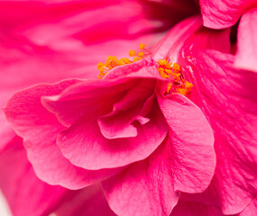 pink flower petals as background