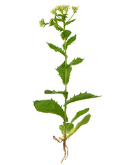 Whitetop or Hoary cress, Lepidium draba, the entire plant with root
