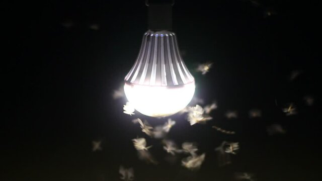 moths flying close surrounding to LED light bulb 