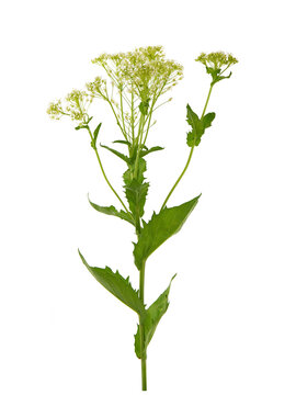 Whitetop or Hoary cress, Lepidium draba