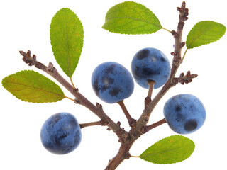 Branch of Blackthorn or sloe berries with ripe fruits, Prunus spinosa